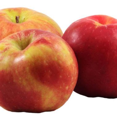 gravenstein apple tree stark bros