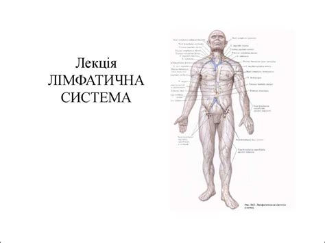 Лімфоїдна система - презентация онлайн