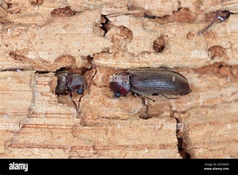 Wood Borer Insect