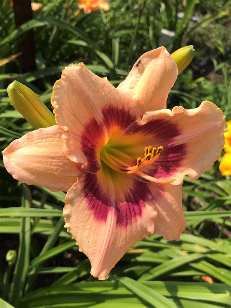 ROSEWOOD FARM DAYLILIES AND WHIPPETS - WINEBERRY CANDY