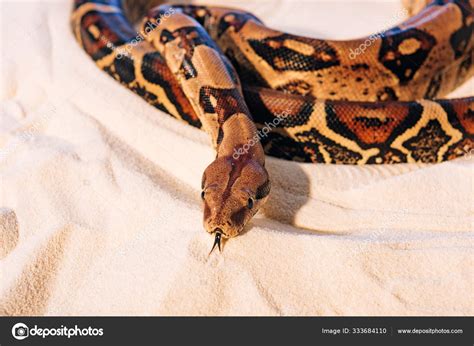Selective Focus Python Sticking Out Tongue Sand — Stock Photo ...