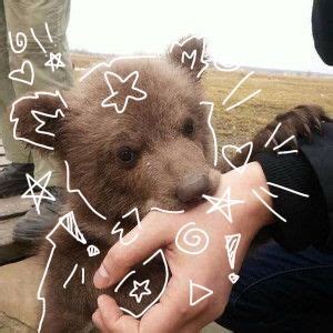 brown bear therian pfp | follow if u use