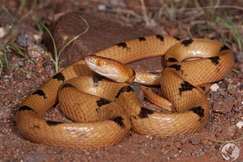 telescopus snakes  africa nicolau ecology