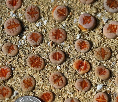 Plant-1 Lithops Julii 'hot Lips C183A - Etsy
