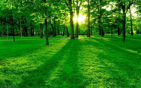 Green Tree Wallpapers - Top Free Green Tree Backgrounds - WallpaperAccess