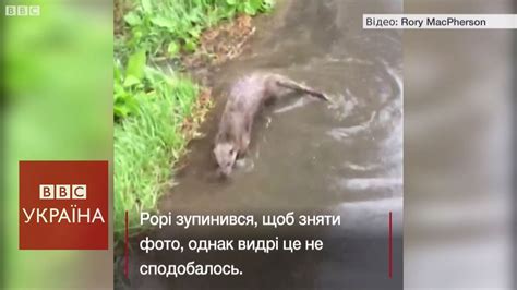 Видра погналася за чоловіком, який її фотографував - YouTube
