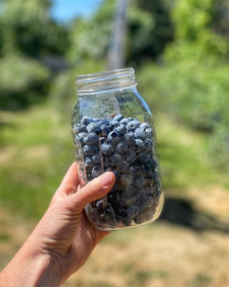 (@bellalynnblueberries) • Instagram photos and videos