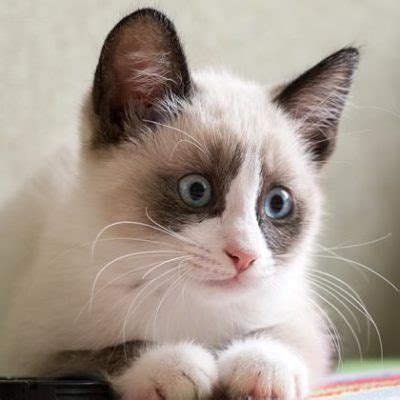 Snowshoe Cat Personality: Behavior and Characteristics • OurFriends4Ever