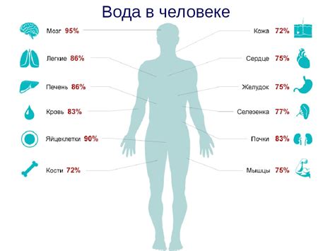 Сколько воды в теле человека и нормы ее потребления