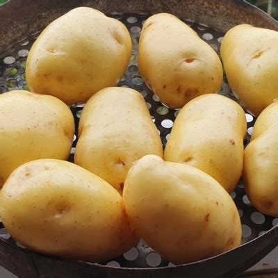 Картофель Сарпо Кифли: описание и характеристики, особенности посадки и ...