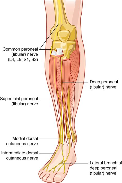 Superficial Peroneal Nerve Block at the Ankle - Clinical Tree