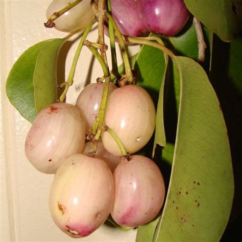 jamun  indian dessert delicacies