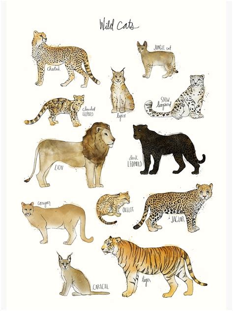 "Wild Cats" Poster for Sale by AmyHamilton | Redbubble