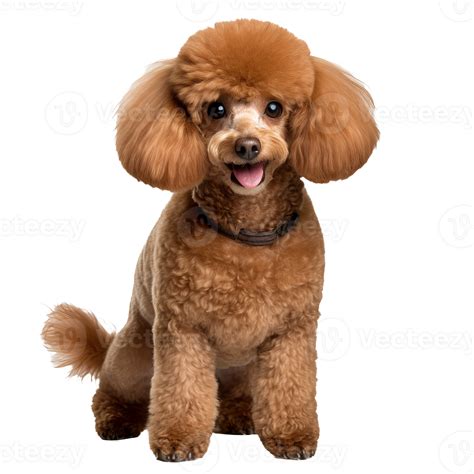 Full-body illustration of a poodle dog, with distinct curly fur