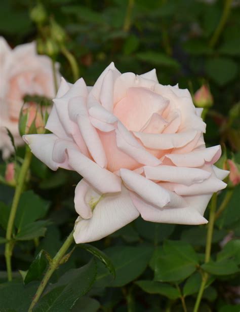 Роза чайно-гибридная `Барбадос`, Rosa (HT) `Barbados` ISLAND