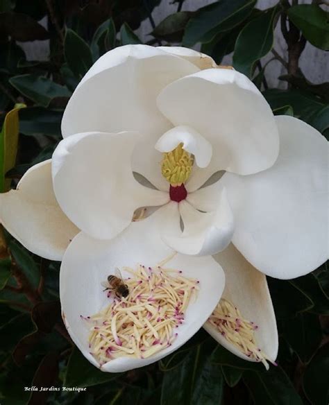 Southern Magnolia – Bella Jardins Boutique