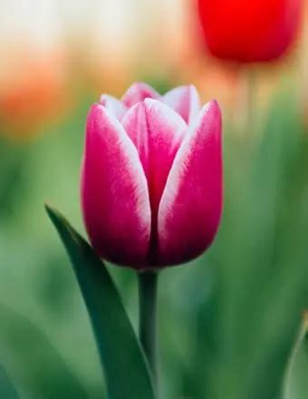 Fowler-Sullivan Funeral Home - Poplar Bluff - Missouri - Funeral Homes ...