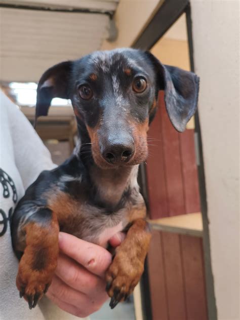 suffolk animal control 5