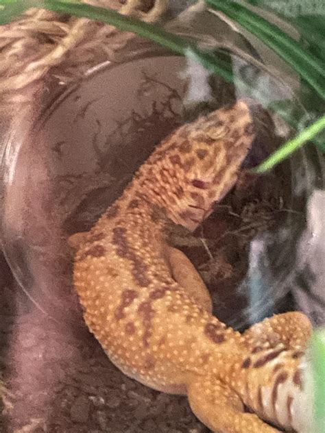 why is gecko sleeping too much for beginners 3