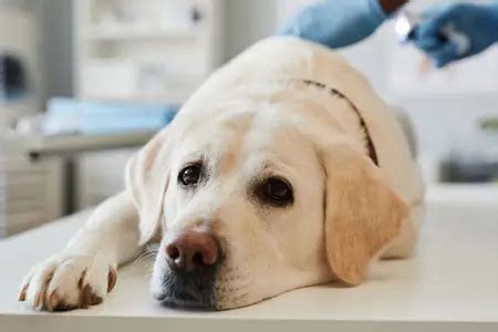 The Toxic Threshold: 5 Hidden Dangers Of Tylenol For Furry Friends
