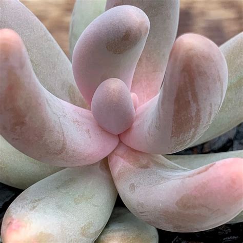 Pachyphytum ganzhou – Succulent Planet