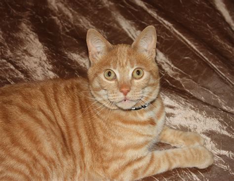European Shorthair Ginger European Shorthair Tabby Cat On A Red