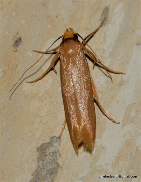 Lithosiinae by Chief RedEarth on 15 July 2017