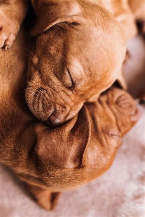 Vizsla Breeders New England Region [2026] | It's A Vizsla