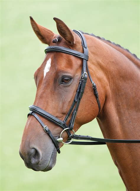 Shires Bodenham Bridle > Bridles > Orchard Equestrian Ltd.