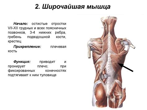 Мышцы спины. Поверхностные мышцы спины. Глубокие мышцы спины ...