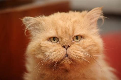 Red-haired Persian cat stock photo. Image of kitten, long - 25996134