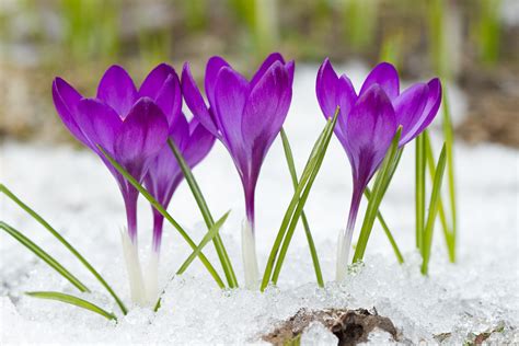 4K, Crocuses, Closeup, Violet, Snow, HD Wallpaper | Rare Gallery