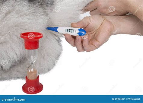 temperature measurement  dogs stock image image  puppy person