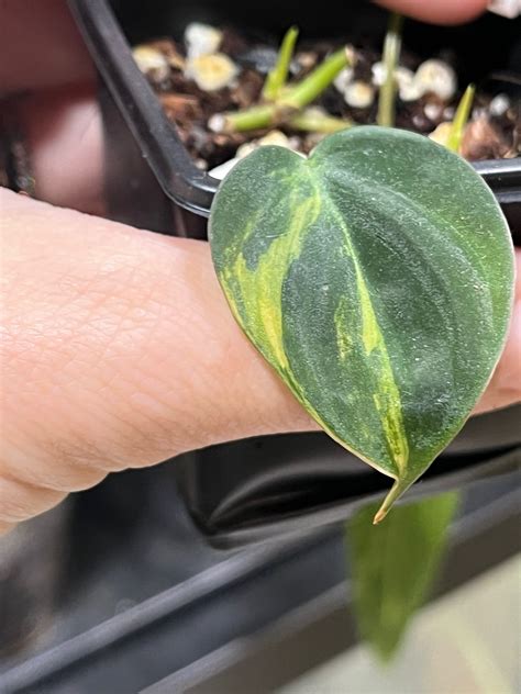 Philodendron micans aurea variegata aroid plant.. | Köp på Tradera ...