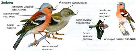 Полевой определитель птиц Подмосковья