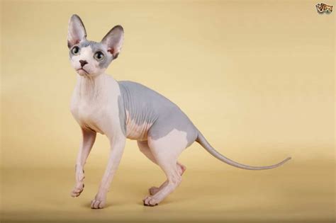 nama kucing tak ada bulu