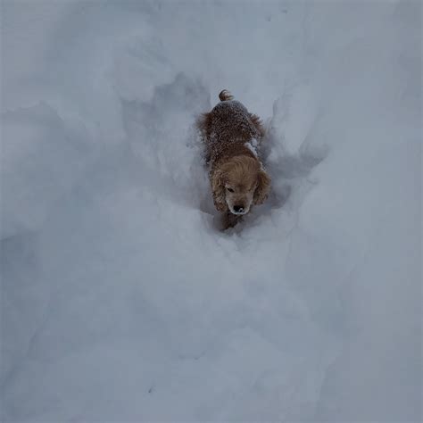 Laylaa Draya on Twitter: "#HappyInternationalDogDay to my babies! I