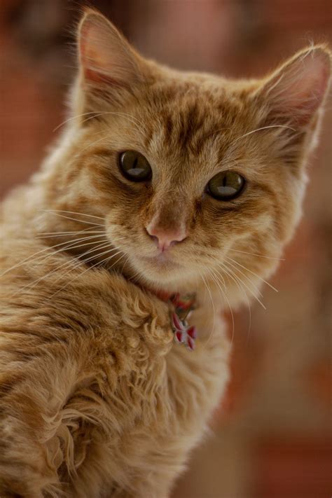 National Happy Cat Month: The Secret to Keeping your Cat Content | West ...