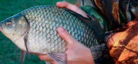 Карась | FishingDay.org