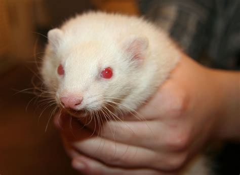 guide to ferret aggressive step by step 2