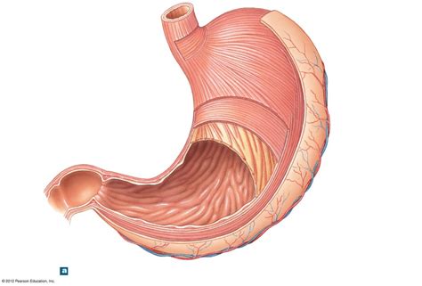label  stomach diagram quizlet