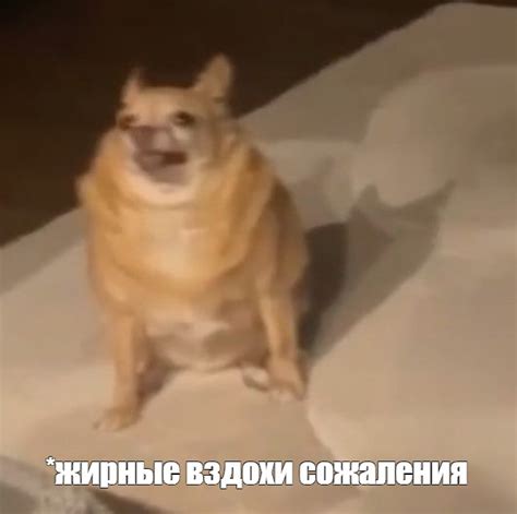 Создать мем "собачки, собака, чихуахуа толстенькая" - Картинки - Meme ...