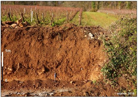 Grèzes litées, colluvions cryoclastiques | Monocépage