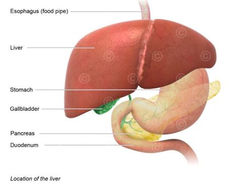 Illustrationen Gallenblase und Gallensteine - MedicalGraphics