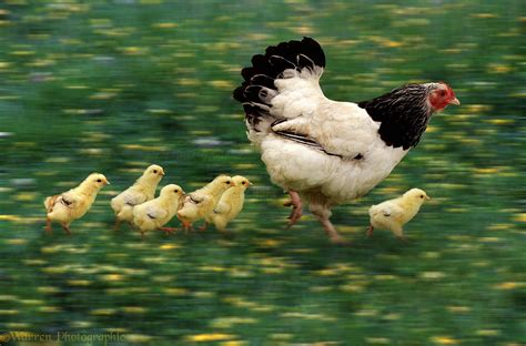 Hen and chicks in motion photo WP00097