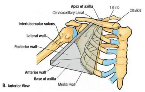 Pictures Of Axilla