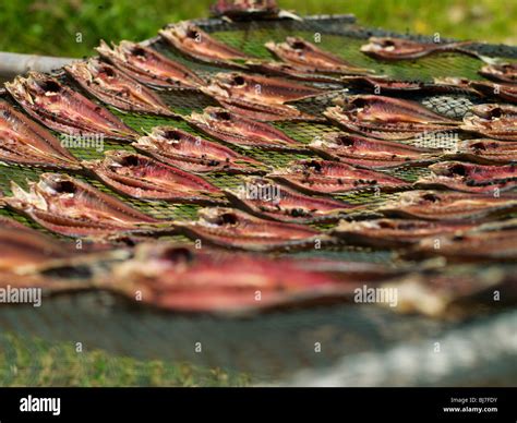 fish drying   sun  thailand stock photo alamy