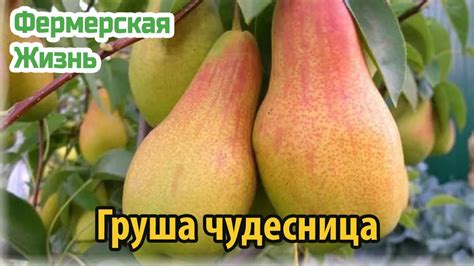 Груша сорта чудесница - YouTube