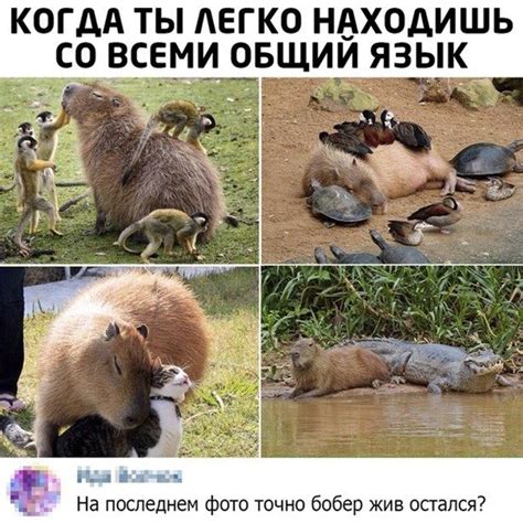 Потешные картинки / Приколы