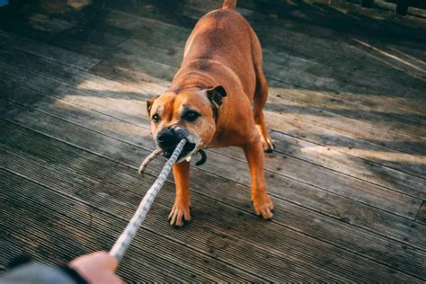 ways to dog biting indoors 6